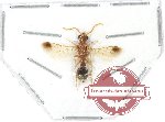 Mutilidae sp. 13A (5 pcs)