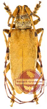 Acalolepta vitalisi