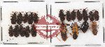 Scientific lot no. 535 Heteroptera (21 pcs)