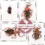Scientific lot no. 514 Heteroptera (4 pcs)