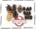 Scientific lot no. 500 Heteroptera (14 pcs)
