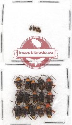 Scientific lot no. 474 Heteroptera (19 pcs)
