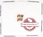 Scientific lot no. 508 Heteroptera (8 pcs)