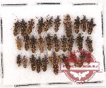 Scientific lot no. 495 Heteroptera (30 pcs)