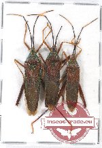 Scientific lot no. 545 Heteroptera (3 pcs A2)