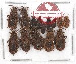 Scientific lot no. 483 Heteroptera (Aradidae) (11 pcs)
