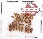 Scientific lot no. 523 Heteroptera (51 pcs)