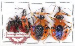 Scientific lot no. 517 Heteroptera (5 pcs)