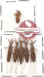 Scientific lot no. 502 Heteroptera (6 pcs)