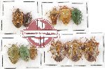 Scientific lot no. 484 Heteroptera (Pentatomidae) (11 pcs)