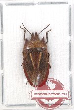 Heteroptera sp. 76