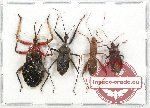 Scientific lot no. 547 Heteroptera (4 pcs)