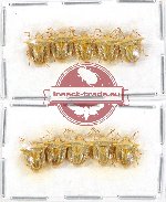 Scientific lot no. 544 Heteroptera (Pentatomidae) (10 pcs)