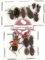 Scientific lot no. 542 Heteroptera (11 pcs)