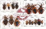 Scientific lot no. 534 Heteroptera (16 pcs)
