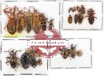 Scientific lot no. 538 Heteroptera (28 pcs)