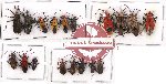 Scientific lot no. 531 Heteroptera (18 pcs)