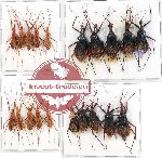 Scientific lot no. 452A Heteroptera (20 pcs A, A-, A2)