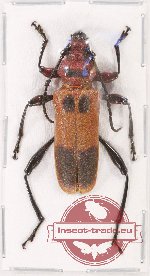 Erythroclea bimaculata