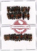 Scientific lot no. 76 Elateridae (36 pcs)