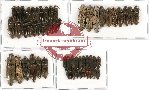 Scientific lot no. 92A Elateridae (56 pcs)