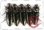 Scientific lot no. 1BB Elateridae (Campsosternus spp.) (5 pcs A-, A)