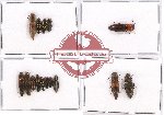 Scientific lot no. 74 Elateridae (16 pcs A, A-, A2)