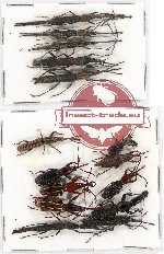 Scientific lot no. 55 Brenthidae (15 pcs)