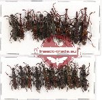 Scientific lot no. 53 Brenthidae (20 pcs)