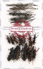 Scientific lot no. 54 Brenthidae (19 pcs)