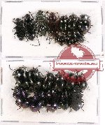 Scientific lot no. 197A Tenebrionidae (24 pcs)