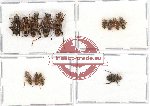 Scientific lot no. 1DD Cleridae (13 pcs A, A-, A2)