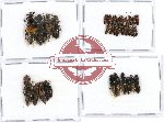 Scientific lot no. 105 Staphylinidae (36 pcs)