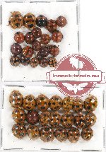 Scientific lot no. 72 Coccinelidae (40 pcs)