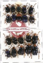 Scientific lot no. 211A Chrysomelidae (20 pcs)