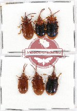 Scientific lot no. 212A Chrysomelidae (6 pcs A-, A2)