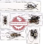 Scientific lot no. 72 Anthribidae (7 pcs)