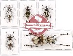 Scientific lot no. 74 Anthribidae (5 pcs - 1 pc A2)