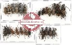 Scientific lot no. 75 Anthribidae (24 pcs)