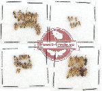 Scientific lot no. 521 Heteroptera (51 pcs)
