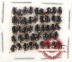 Scientific lot no. 478 Heteroptera (Cydnidae) (44 pcs)