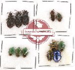 Scientific lot no. 481 Heteroptera (12 pcs)