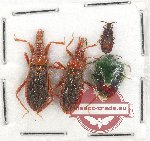 Scientific lot no. 501 Heteroptera (4 pcs)