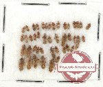 Scientific lot no. 477 Heteroptera (45 pcs)