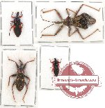 Scientific lot no. 515 Heteroptera (4 pcs)