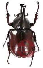 Xylotrupes lorquini