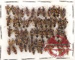 Scientific lot no. 476 Heteroptera (65 pcs)