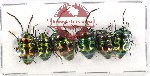 Scientific lot no. 543 Heteroptera (Scutellarinae) (6 pcs A2)