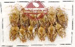 Scientific lot no. 524 Heteroptera (12 pcs)