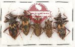 Scientific lot no. 530 Heteroptera (5 pcs)